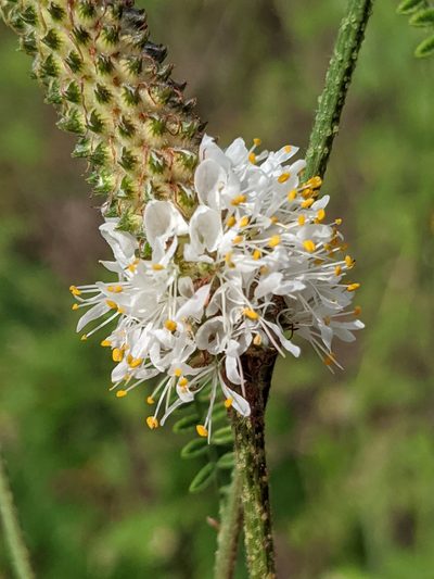 Dalea phleoides, photographed by Alison Northup