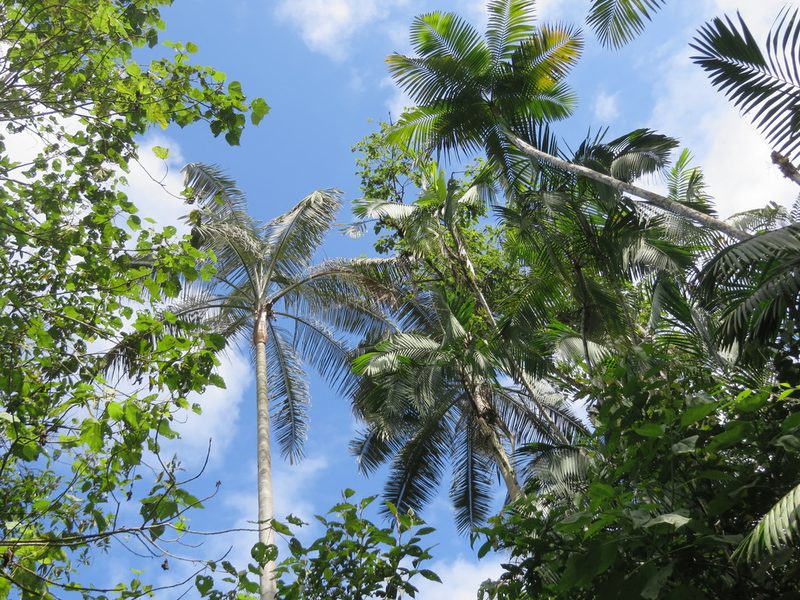 Ceroxylon echinulatum, photographed by Jens-Christian Svenning