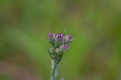 Carphephorus pseudoliatris, photographed by Jessica