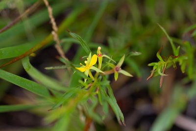 Ludwigia linearis, photographed by Jessica