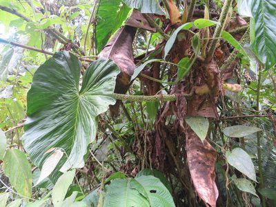 Philodendron gualeanum, photographed by Jens-Christian Svenning