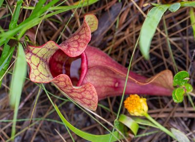 Sarracenia rosea, photographed by Jessica