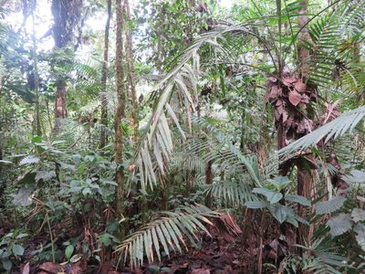 Prestoea acuminata, photographed by Jens-Christian Svenning