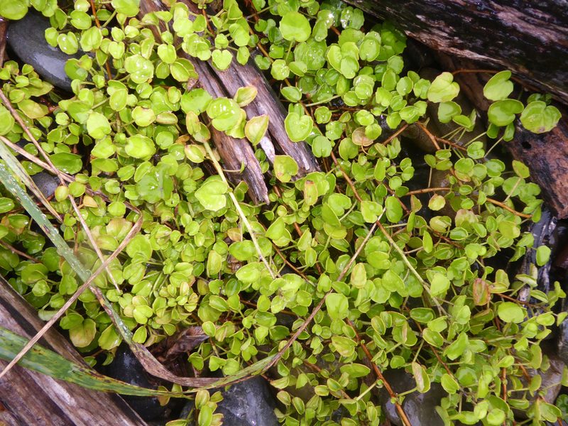 Fuchsia procumbens, photographed by Peter de Lange