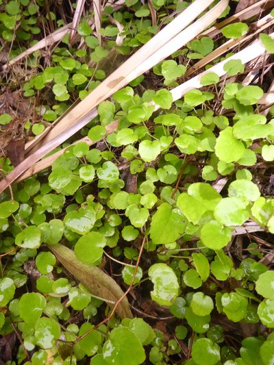 Fuchsia procumbens, photographed by Peter de Lange