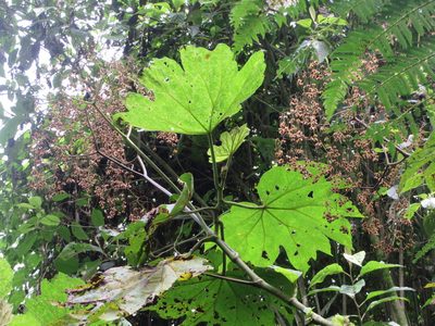 Begonia parviflora, photographed by Jens-Christian Svenning
