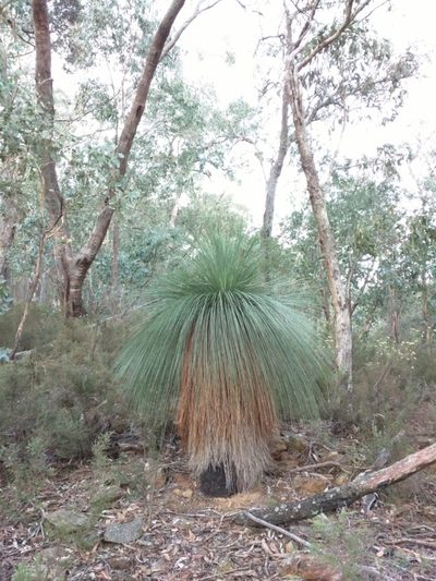 Xanthorrhoea glauca, photographed by Nathan Odgers