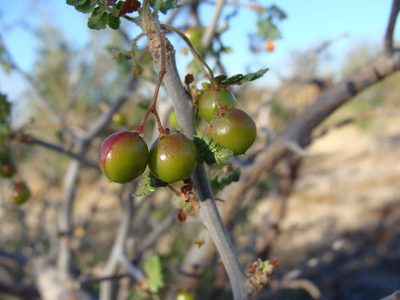 Bursera littoralis, photographed by Alexis López Hernández