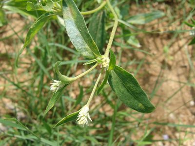 Gomphrena sonorae, photographed by Alexis López Hernández