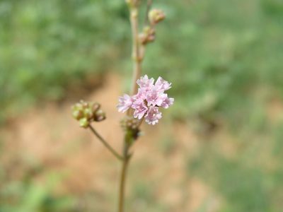 Boerhavia triquetra, photographed by Alexis López Hernández