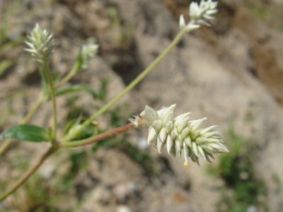 Gomphrena sonorae, photographed by Alexis López Hernández