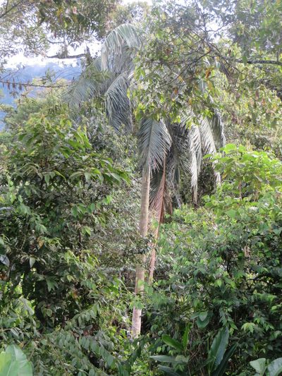 Ceroxylon echinulatum, photographed by Jens-Christian Svenning
