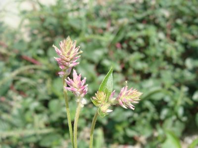 Gomphrena sonorae, photographed by Alexis López Hernández