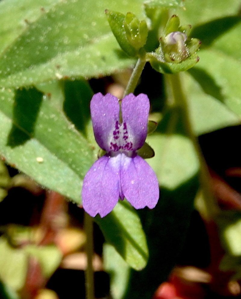 Collinsia parryi, photographed by desertnaturalist