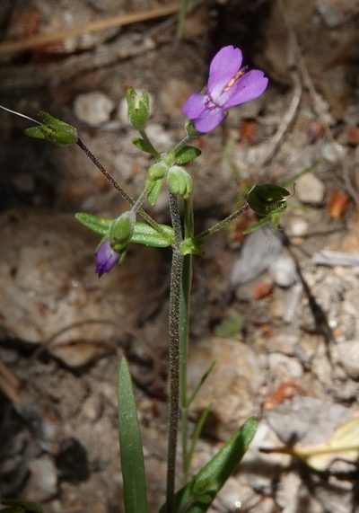 Collinsia parryi, photographed by desertnaturalist