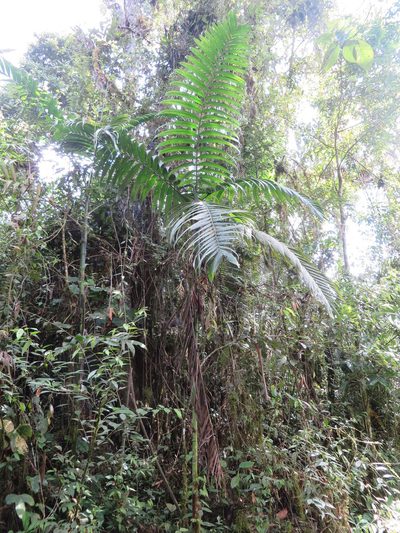 Chamaedorea linearis, photographed by Jens-Christian Svenning