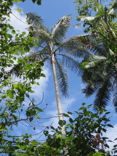 Ceroxylon echinulatum, photographed by Jens-Christian Svenning