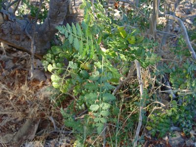 Bursera littoralis, photographed by Alexis López Hernández