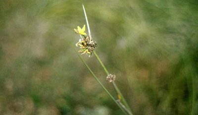 Bobartia orientalis, photographed by Dave Brown