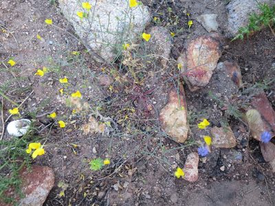 Linaria spartea, photographed by Ricardo Lima