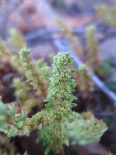 Paronychia echinulata, photographed by Ricardo Lima