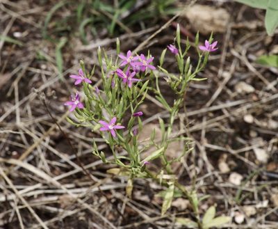 Zeltnera texensis, photographed by Michelle W. （鍾偉瑋）