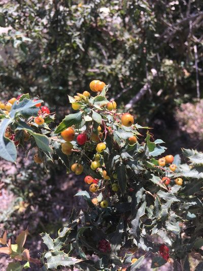 Berberis nevinii, photographed by Luc Lagarde