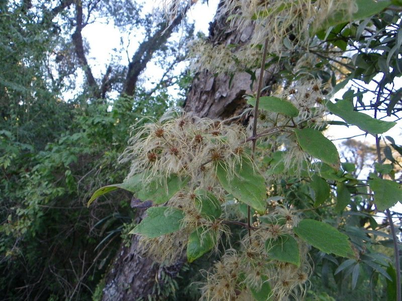 Clematis haenkeana, photographed by Arturo Castro Castro