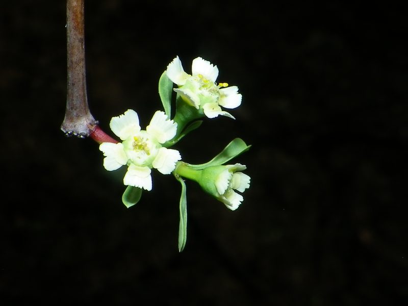 Euphorbia macvaughii, photographed by Arturo Castro Castro