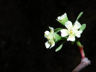 Euphorbia macvaughii, photographed by Arturo Castro Castro