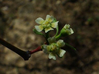Euphorbia macvaughii, photographed by Arturo Castro Castro