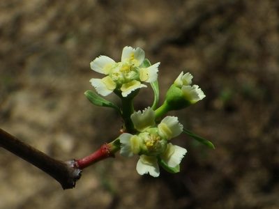 Euphorbia macvaughii, photographed by Arturo Castro Castro