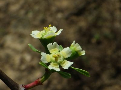 Euphorbia macvaughii, photographed by Arturo Castro Castro