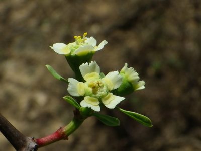 Euphorbia macvaughii, photographed by Arturo Castro Castro
