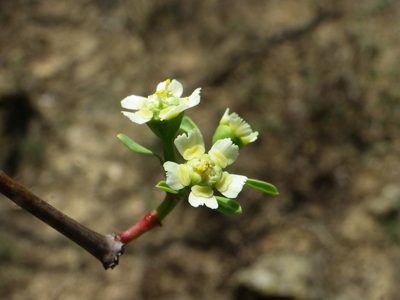 Euphorbia macvaughii, photographed by Arturo Castro Castro
