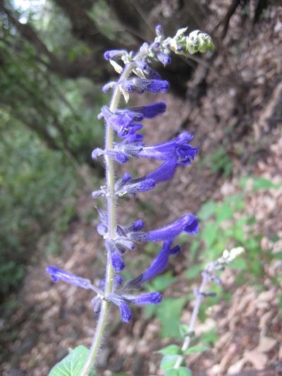 Salvia concolor, photographed by Arturo Castro Castro
