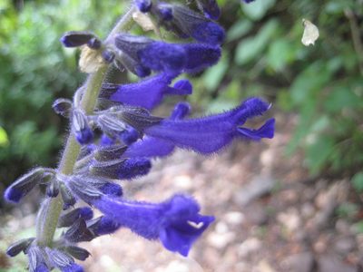 Salvia concolor, photographed by Arturo Castro Castro