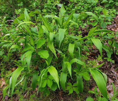 Dichanthelium latifolium, photographed by aarongunnar