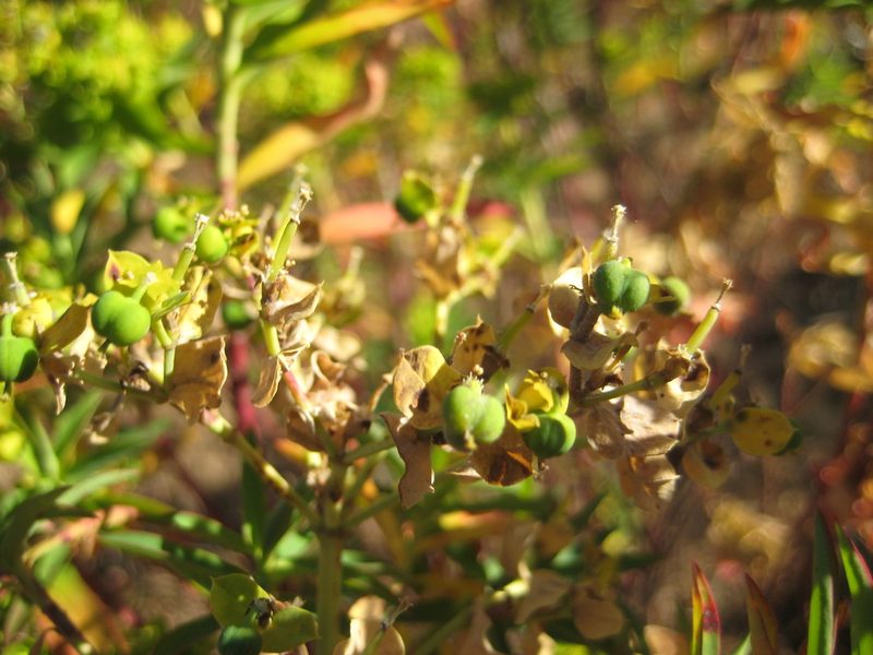 Euphorbia furcillata, photographed by Arturo Castro Castro