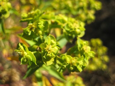 Euphorbia furcillata, photographed by Arturo Castro Castro