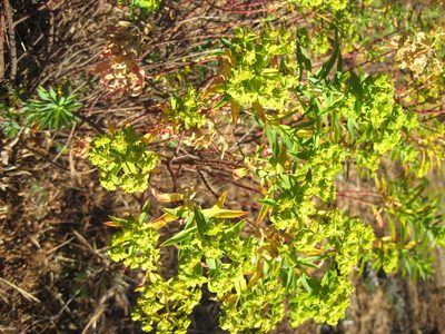 Euphorbia furcillata, photographed by Arturo Castro Castro