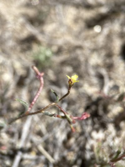 Camissonia pusilla, photographed by Matt Berger