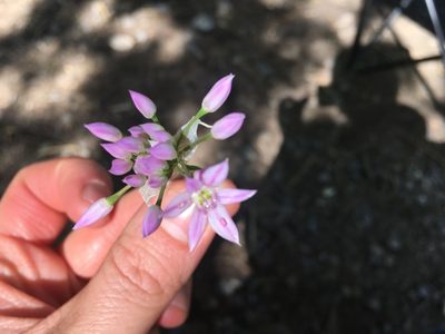 Allium bisceptrum, photographed by jessjane