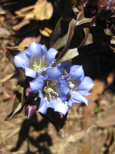 Gentiana spathacea, photographed by Arturo Castro Castro
