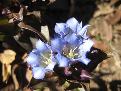 Gentiana spathacea, photographed by Arturo Castro Castro