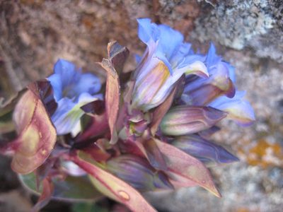 Gentiana spathacea, photographed by Arturo Castro Castro