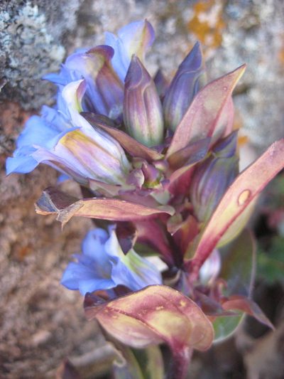 Gentiana spathacea, photographed by Arturo Castro Castro