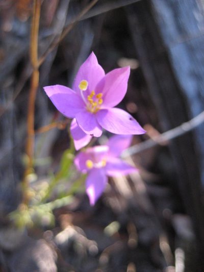 Gyrandra tenuifolia, photographed by Arturo Castro Castro