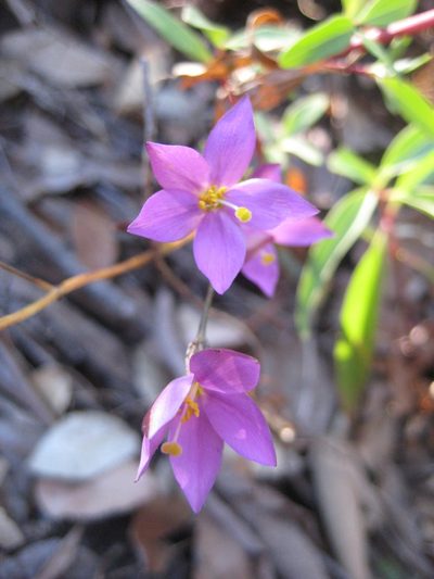 Gyrandra tenuifolia, photographed by Arturo Castro Castro