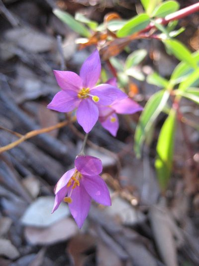 Gyrandra tenuifolia, photographed by Arturo Castro Castro